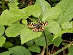 Was für ein wunderschönes "Geschöpf", was uns die Bewegung in der freien Natur täglich bietet, ist durch nichts nicht zu übertreffen ! Aufgenommen beim Grenzentürliweg in Meggen. Bild: Margrith Imhof-Röthlin