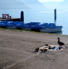 Eine grosse Enten-Familie beim morgendlichen Bädli (Quai Buochs). Bild: Sepp Bernasconi
