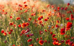 Leuchtende Mohnblumen bei Sonnenaufgang im Wauwilermoos | Bild: Priska Ziswiler