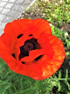 Es dauert ein bisschen bis die Mohnblumen jeweils ihr "geheimnisvolles Innenleben" preisgeben. Aufgenommen im Gebiet Allmig auf dem Weg nach Küssnacht. (Bild: Margrith Imhof-Röthlin)