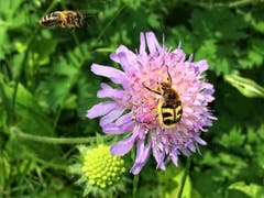 Schon besetzt! Honigbiene und Pinselkäfer in Montlingen (Bild: Toni Sieber)