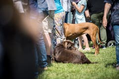 Frauenfeld TG - Impressionen vom Grossen Pfingstrenntag 2018 in Frauenfeld.