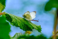 Weisser Schmetterling und Libelle im Heinrichsbad, Herisau (Luciano Pau)