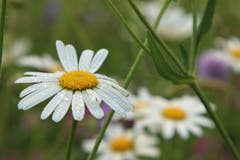 Margeriten mit Regentropfen vom Vortag | Bild: Irene Wanner