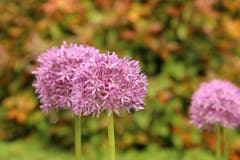 Lila Kugelblume | Bild: Irene Wanner