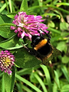 Das ist ja wirklich ein wahrer Balance-Akt ! "Tierisch Festklammern, um im Gleichgewicht zu bleiben" und trotzdem genüsslich geniessen, ja das klappt wirklich. (Bild: Margrith Imhof-Röthlin)