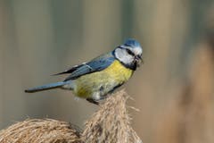 Das Blaumeislein hat ein "Ungeziefer" erbeutet am Klingnauer Stausee (Bild: Edgar Huber)