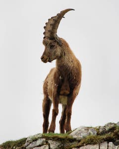 Steinbock gesichtet auf dem Weg von der Wagenlücke zur Marwees im Alpstein (Bild: Elias Harder)