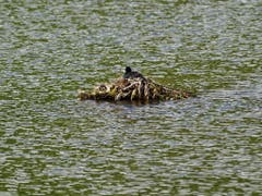 Das Blässhuhn hat sein Nest in der Mitte des Schwelissees bei Malters gebaut. Ich bin gespannt wann der Nachwuchs schlüpft. (Bild: Karl Odermatt)