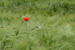 Einzelner Mohn im Ährenfeld beim Eselschwanz, Rheineck. (Bild: Franz Häusler)