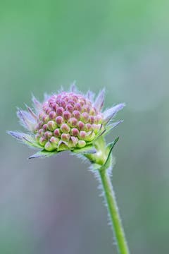 Wiesenschönheit (Bild: Franziska Hörler)