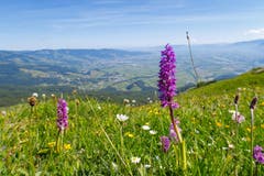 Montlinger Schwamm:Blütenmeer mit männlichem Knabenkraut oberhalb des Rheintals (Bild: Gesine Schnitzler)