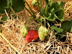 Natürlich juckt es in den Fingerspitzen, aber bis diese Erdbeeren richtig reif sind, wird es ja auch noch ein paar Tage dauern. | Bild: Margrith Imhof-Röthlin