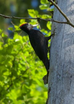 Ein Schwarzspecht in Trogen (Bild: Hans Aeschlimann)