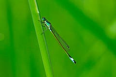 Libelle. (Bild: Marianne Schmid)