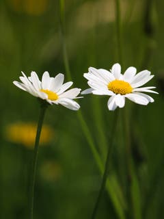 Zwei Margeriten in einer Frühlingswiese. (Bild: Petra Jung)