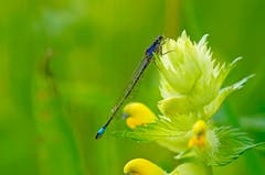 Libelle. (Bild: Marianne Schmid)