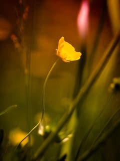 Butterblumen im Sonnenlicht. (Bild: Petra Jung)