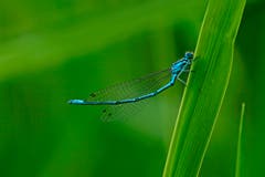 Libelle. (Bild: Marianne Schmid)