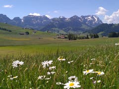 Eine Sommerwiese in Eggerstanden (Bild: Margrit Zürcher)