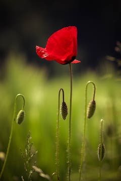 Nur für kurze Zeit blüht der Klatschmohn so schön. (Bild: Petra Jung)