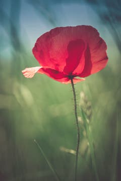 Klatschmohn aus ungewohnter Perspektive. (Bild: Petra Jung)