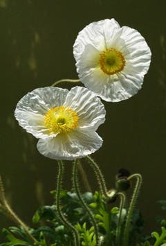 Glücksmoment: Weisser Mohn - zwei zusammen sind neu aufgeblüht. (Bild: Georgette Baumgartner-Krieg)
