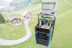 Für einmal hatte die Luftseilbahn Emmetten-Niederbauen ganz spezielle Fahrgäste: Kühe wurden in einer speziellen Transportkiste auf die Alp gebracht. Bild: Urs Flüeler/Keystone (Emmetten, 18. Mai 2018)