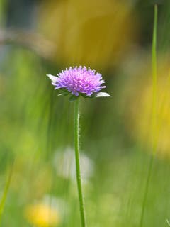 Lila Frühlingsblume. (Bild: Petra Jung)