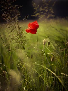 Klatschmohn auf einer Wiese. (Bild: Petra Jung)