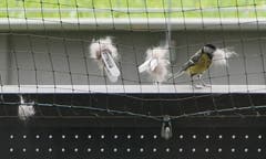 Ein «Meiseli» fliegt durch das Katzennetz auf unseren Balkon und pickt Katzenhaar aus einem kleinen Teppich. Mit gefülltem Schnabel fliegt es wieder fort. Mit diesem Haar wird bestimmt das Vogelnest gepolstert. Nun bürstet meine Frau unsere Katzen und klemmt das Haar an das Balkonnetz. Dieses Angebot wird von den Vögeln, die zur Zeit nisten, rege benützt. (Bild: Rolf Egger)