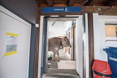 Für einmal hatte die Luftseilbahn Emmetten-Niederbauen ganz spezielle Fahrgäste: Kühe wurden in einer speziellen Transportkiste auf die Alp gebracht. Bild: Urs Flüeler/Keystone (Emmetten, 18. Mai 2018)