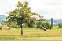 Im Wauwiler Moos unterwegs. (Bild: Irene Wanner)