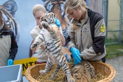 Die Tigerbabys bei ihrem ersten Besuch beim Tierarzt. (Bild: Michel Canonica)