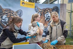 Die Tigerbabys bei ihrem ersten Besuch beim Tierarzt. (Bild: Michel Canonica)