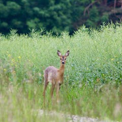 Netter Besuch in Wittenwil (Bild: Nils Fuhrer)