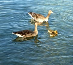 Familie Gans auf dem See beim Verkehrshaus. (Bild: Walter Buholzer)