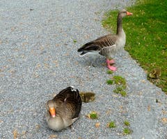 Familie Gans bei der Wiese beim Verkehrshaus. (Bild: Walter Buholzer)