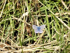 Die angebliche Bezeichnung "hellblauer Bläuling" könnte für diesen winzigen Schmetterling nicht zutreffender sein. | Bild: Margrith Imhof-Röthlin