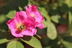 Diese Heckenrose hat Besuch von einem Insekt. (Bild: Irene Wanner)