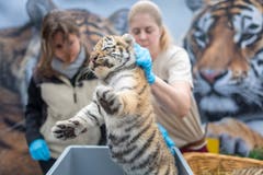 Die Tigerbabys bei ihrem ersten Besuch beim Tierarzt. (Bild: Michel Canonica)