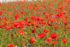 Unglaublich schön: Mohnblumenfeld im Wauwiler Moos. (Bild: Irene Wanner)