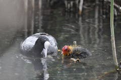 Blässhuhn mit Küken auf Nahrungssuche (Bild: Urs Fankhauser)