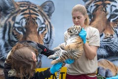 Die Tigerbabys bei ihrem ersten Besuch beim Tierarzt. (Bild: Michel Canonica)