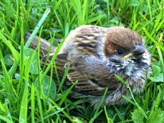 Zu früh ausgeflogen - junger Spatz in Montlingen (Bild: Toni Sieber)
