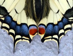 Beim Schwalbenschwanz lohnt es sich, etwas genauer hinzusehen. | Bild: Josef Lustenberger