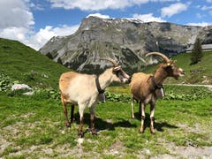 was gibt's da wohl zu sehen ? Aufgenommen in der Nähe des Waldisees im Bisisthal. | Bild: Markus Brühlhart