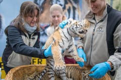 Die Tigerbabys bei ihrem ersten Besuch beim Tierarzt. (Bild: Michel Canonica)