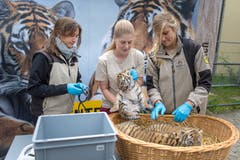Die Tigerbabys bei ihrem ersten Besuch beim Tierarzt. (Bild: Michel Canonica)