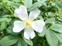 Blüte der Hagebutte. (Bild: Josef Habermacher (Rickenbach, 24. Mai 2018))